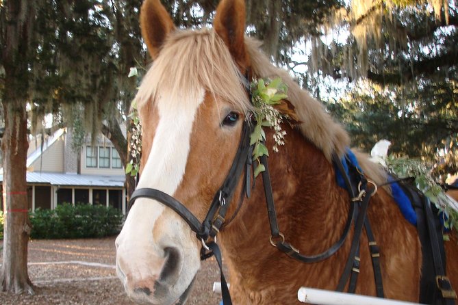 #1 Historical Horse Drawn Carriage Tour - Why a carriage is a smart first look at Beaufort