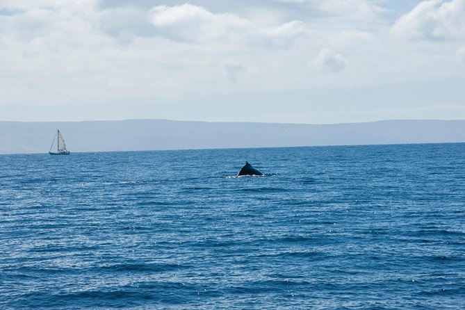 2-Hour Oahu Whale Watch from Ala Wai Harbor, Waikiki - Open-air views, cabin comfort, and rough water
