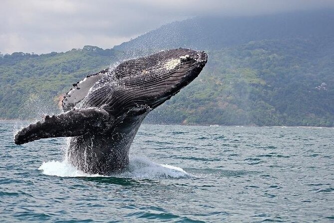 2-Hour Oahu Whale Watch from Ala Wai Harbor, Waikiki - A two-hour search for humpback whales