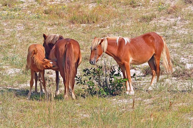 2-hour Outer Banks Wild Horse Tour by 4WD Truck - Why Corolla’s horses are worth seeing