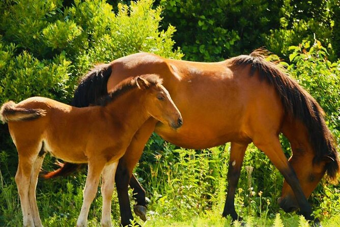 2-hour Outer Banks Wild Horse Tour by 4WD Truck - Searching for horses in the conservation area