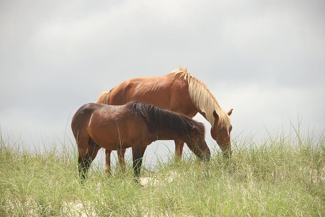 2-hour Outer Banks Wild Horse Tour by 4WD Truck - The stories make the two hours worthwhile