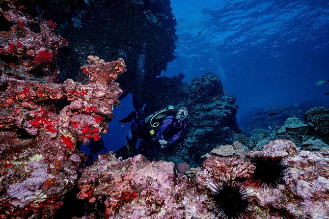 2 Tank Lanai Cathedral Scuba Dive Via Boat for Certified Divers - The second session and the main Cathedral