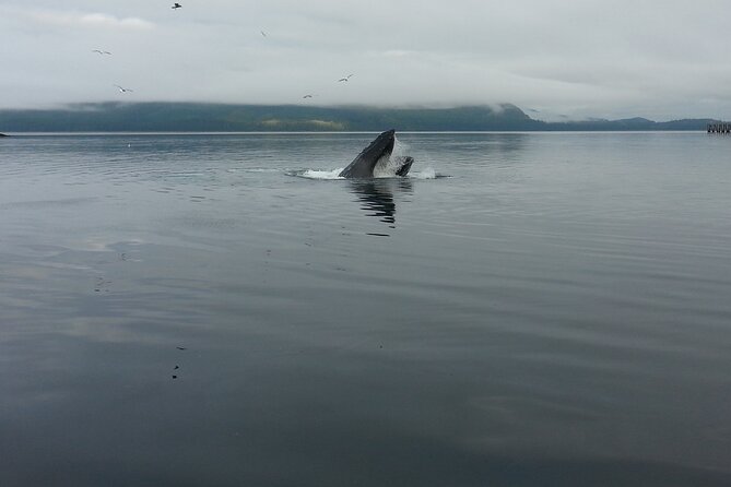 3.5 Hour Crowd-Skipping Whale Tour in Juneau, Alaska - What you might see beyond humpbacks