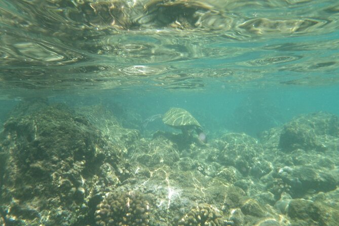 3.5 Hour Kailua-Kona Ocean Kayak and Snorkel Tour - Guides who set the pace