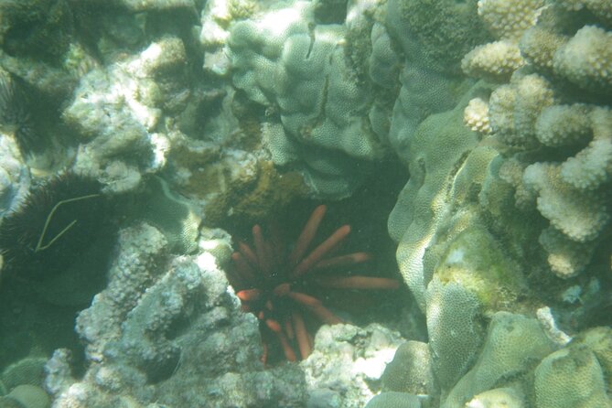 3.5 Hour Kailua-Kona Ocean Kayak and Snorkel Tour - Who should book this Kona tour?