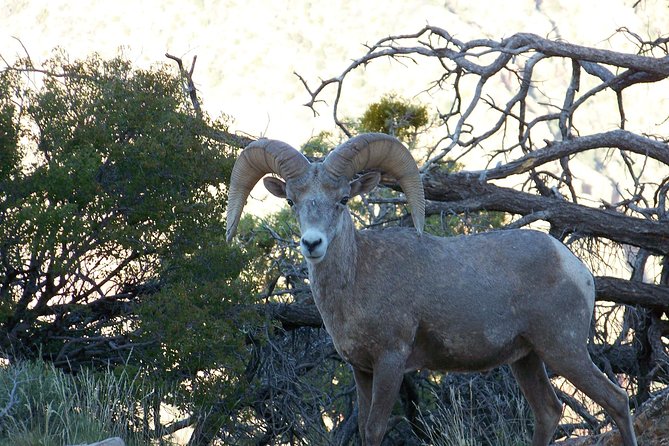 3 Hour Back-Road Safari to Grand Canyon with Entrance Gate By-Pass at 9:30 am - Hopi House, El Tovar, and Bright Angel Lodge