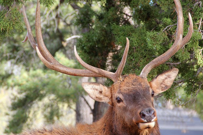 3 Hour Back-Road Safari to Grand Canyon with Entrance Gate By-Pass at 9:30 am - What the $130 price buys you