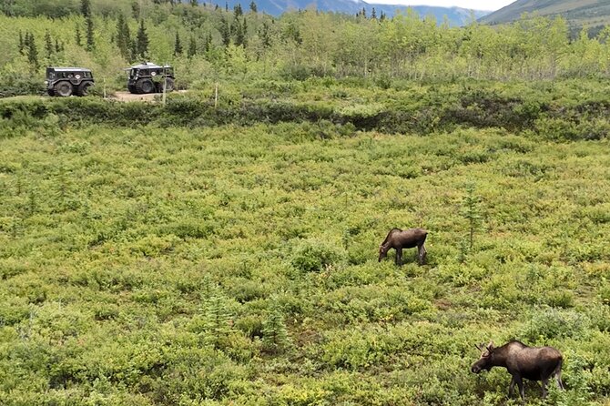 3 Hour SHERP Tour: Denali Fat Truck Tours - What the three-hour route can include