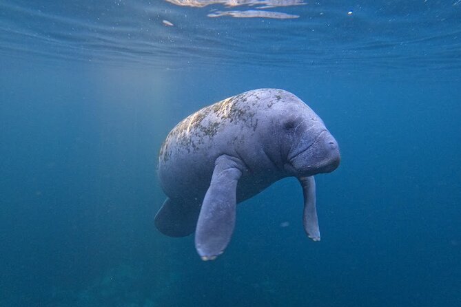 3 Hour Small Group All Inclusive Manatee Swim with free Photo pkg - The Free Photo and Video Package
