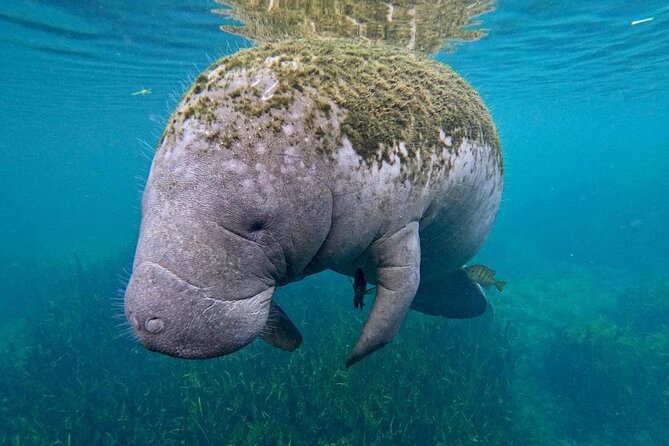 3 Hour Small Group All Inclusive Manatee Swim with free Photo pkg - Best Times and Seasonal Tradeoffs