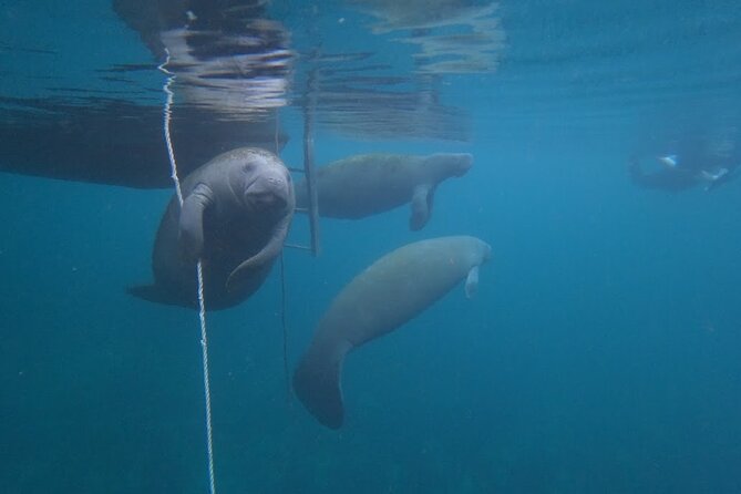 3 Hour Small Group All Inclusive Manatee Swim with free Photo pkg - Meeting the Manatees in Their Own Water