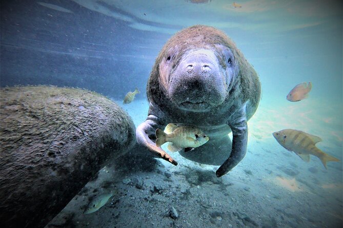 3 hours Manatee Swim Tour in Florida - From the private dock to the spring water