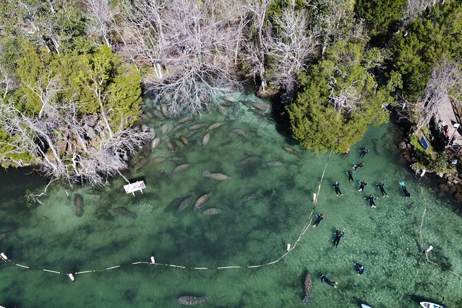 3 hours Manatee Swim Tour in Florida - Wetsuits, showers, and the cold-water question