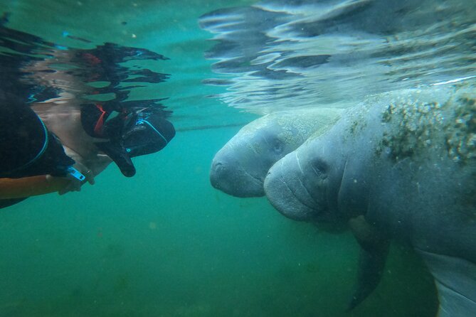 3 hours Manatee Swim Tour in Florida - The crowding problem at Kings Bay
