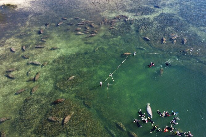 3 hours Manatee Swim Tour in Florida - Is $74.99 a fair price?