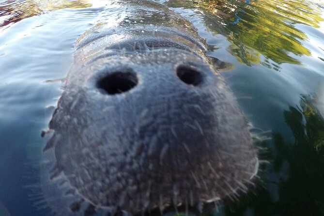 3 hours Manatee Swim Tour in Florida - What happens at Three Sisters Springs
