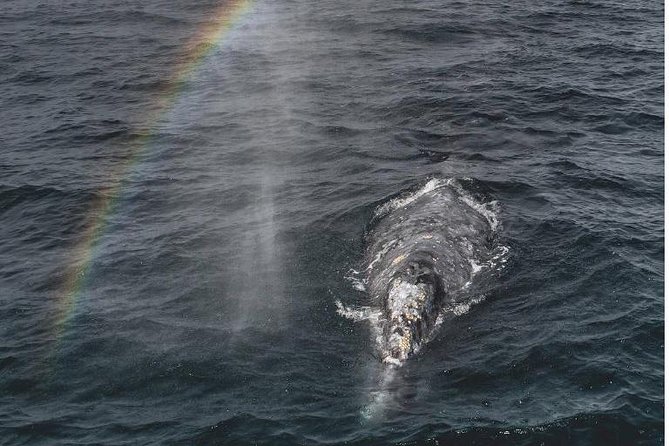 4 Hour Whale Watching Tour From Monterey - What makes Monterey Bay such a strong whale-watching setting