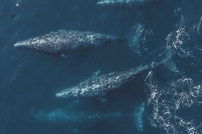 4 Hour Whale Watching Tour From Monterey - Three and a half hours in search of whales