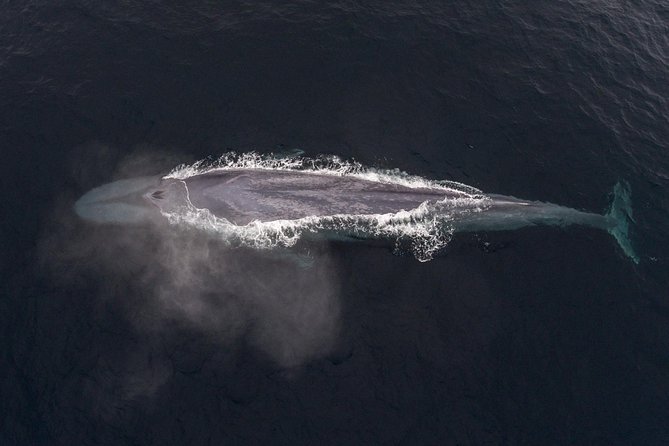4 Hour Whale Watching Tour From Monterey - The crew and the value of the commentary