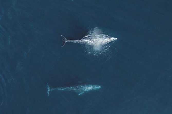 4 Hour Whale Watching Tour From Monterey - Who should book this morning on the water