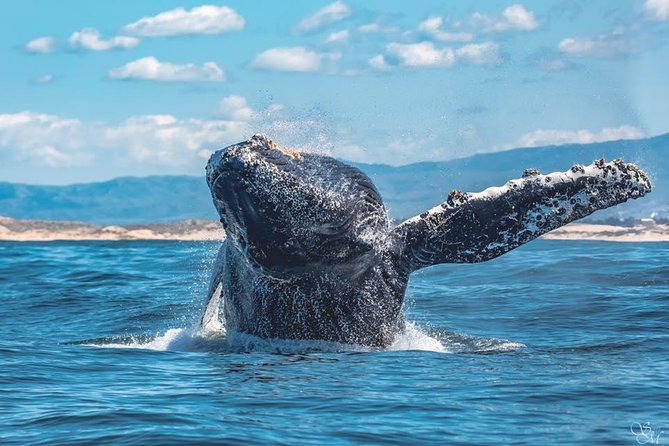4 Hour Whale Watching Tour From Monterey - Booking and cancellation details to keep in mind