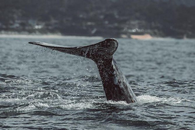4 Hour Whale Watching Tour From Monterey - The animals you might see near Monterey