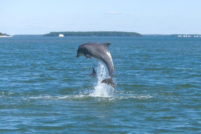 90-Minute Private Dolphin Tour in Hilton Head Island - What the 90-minute Hilton Head cruise is really about