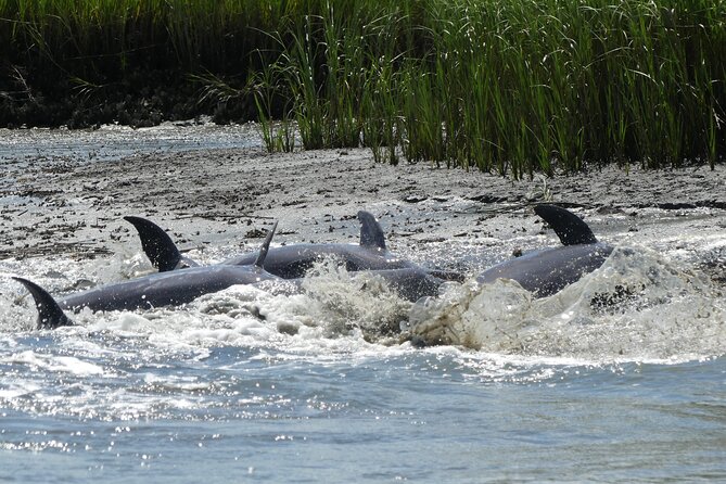 90-Minute Private Dolphin Tour in Hilton Head Island - The lighthouse stop and photo opportunities