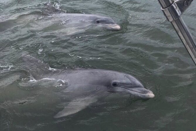 90-Minute Private Dolphin Tour in Hilton Head Island - Captain Mark’s natural history lessons