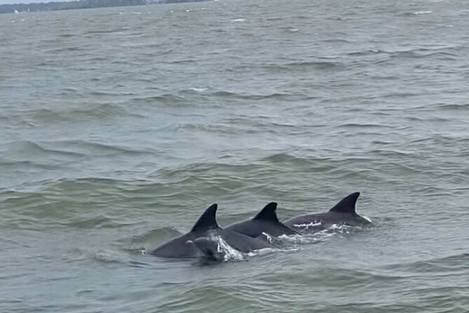 90-Minute Private Dolphin Tour in Hilton Head Island - What you might see besides dolphins
