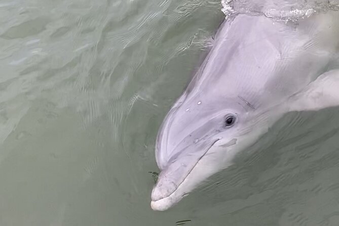 90-Minute Private Dolphin Tour in Hilton Head Island - Why the tour works well for children