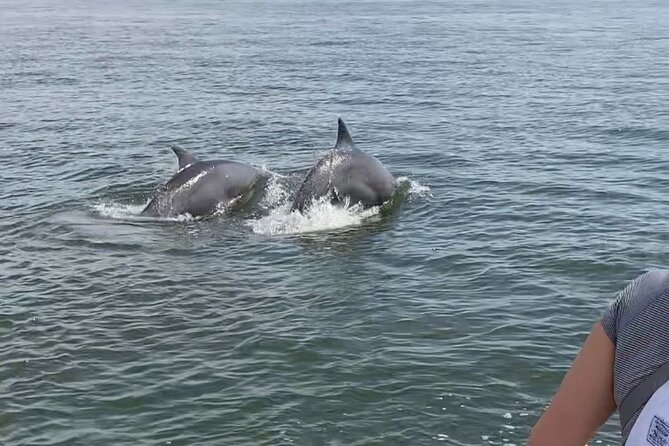 90-Minute Private Dolphin Tour in Hilton Head Island - Weather, timing, and the practical tradeoffs