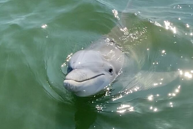 90-Minute Private Dolphin Tour in Hilton Head Island - Searching the Cooper River and Daufuskie Island waters