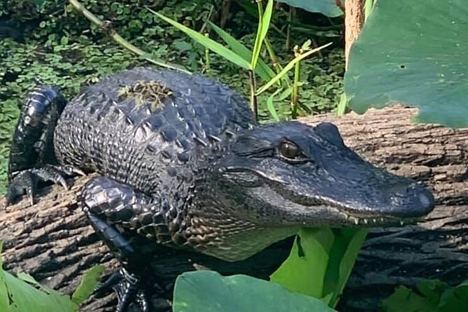 Airboat Adventure in Saint Augustine with a Guide - Watching for alligators, turtles, birds, and manatees