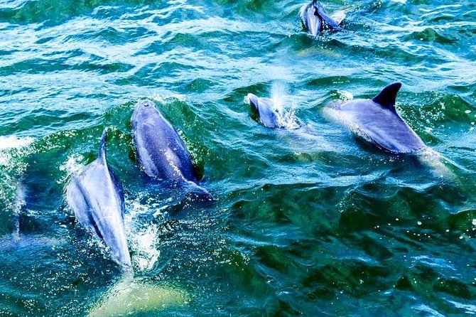 Alabama Gulf Coast Dolphin Cruise - Leaving from the Tiki & Raw Bar