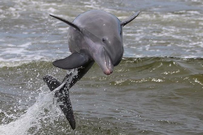 Alabama Gulf Coast Dolphin Cruise - Water battles, pirate boats, and family fun