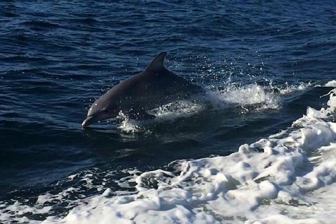 Alabama Gulf Coast Dolphin Cruise - What happens during the 1.5 to 2 hours
