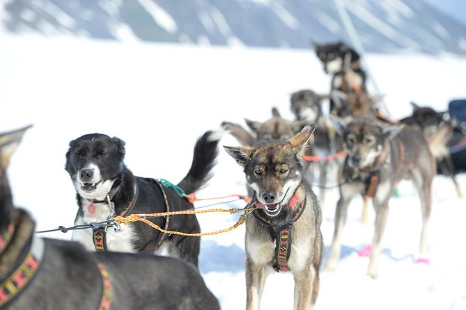 Alaska Helicopter and Glacier Dogsled Tour - ANCHORAGE AREA - Landing on snow above an ancient glacier