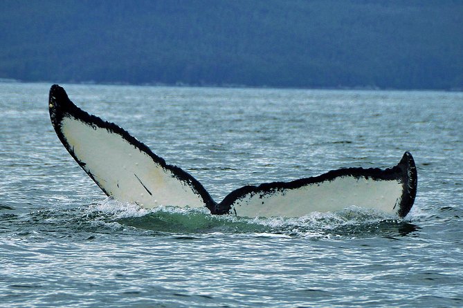 Alaska Whale Watching Cruise w/ 3 HOURS on the water - Three hours gives the captain time to find the whales