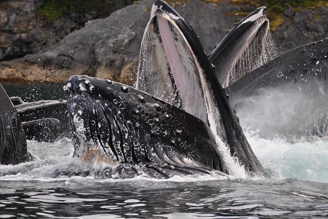 Alaska Whale Watching Cruise w/ 3 HOURS on the water - Boarding the 49-passenger double-decker boat