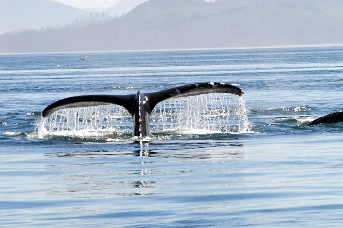 Alaska Whale Watching Cruise w/ 3 HOURS on the water - Searching for humpbacks, orcas, and the rest of the cast