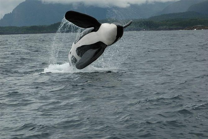Alaska Whale Watching Cruise w/ 3 HOURS on the water - The Mendenhall Glacier stop depends on the sky