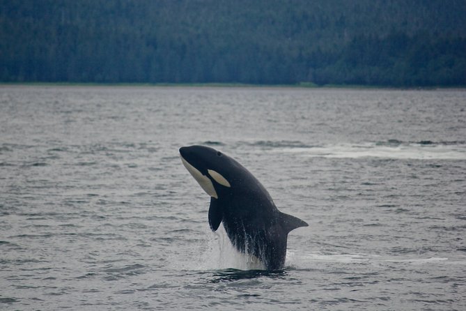 Alaska Whale Watching Cruise w/ 3 HOURS on the water - Why $159 can be a fair Juneau excursion price