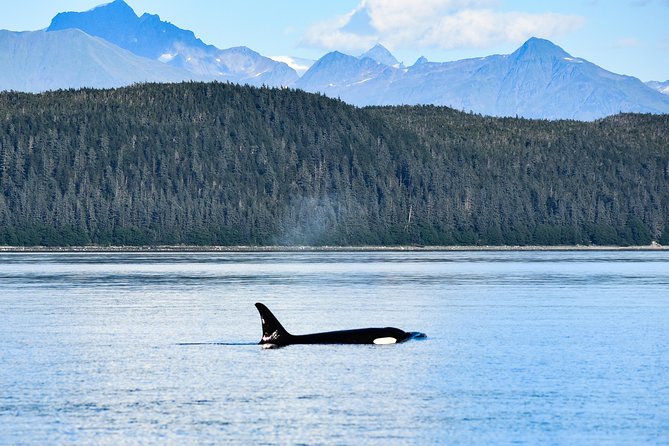Alaska Whale Watching Cruise w/ 3 HOURS on the water - Dressing for Southeast Alaska weather
