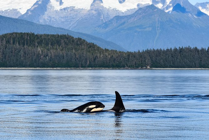 Alaska Whale Watching Cruise w/ 3 HOURS on the water - Who will enjoy this cruise most