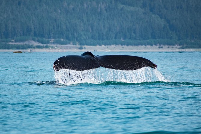Alaska Whale Watching Cruise w/ 3 HOURS on the water - From your ship to Auke Bay without the usual Juneau scramble