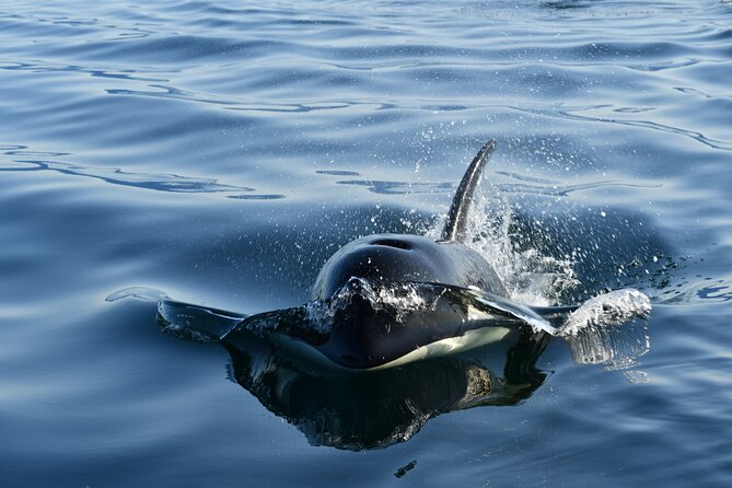 Alaska Whale Watching with bonus Drone viewing of Whales - Key points to know before you book