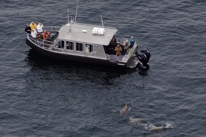 Alaska Whale Watching with bonus Drone viewing of Whales - Setting out across Icy Strait from Hoonah