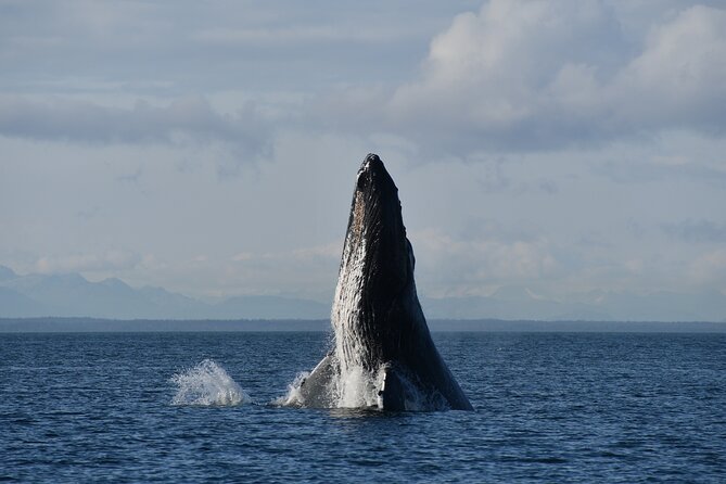 Alaska Whale Watching with bonus Drone viewing of Whales - What you may see in three hours